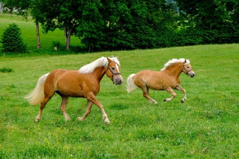 Haflinger