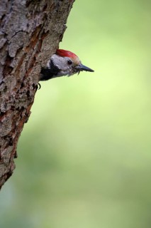 Middle spotted woodpecker (Dendrocopos medius)
