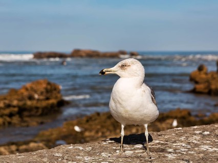 Yellow-legged gull (Larus michahellis) on a wall