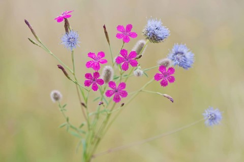 Maiden pinks (Dianthus deltoides)