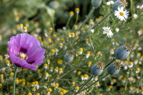 Opium poppy (Papaver somniferum)