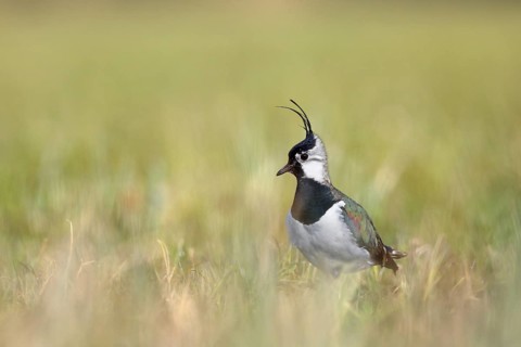 Northern lapwing (Vanellus vanellus) in a meadow in a species-typical biotope