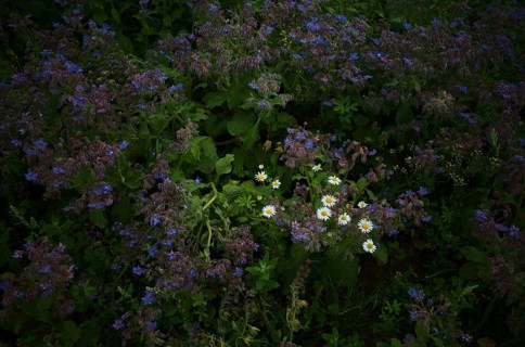 Marguerites (Leucanthemum) amidst spice borage (Borrago officinalis)