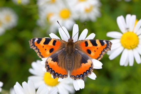 Small tortoiseshell (Aglais urticae) butterfly sitting on daisy flower (Leucanthemum)