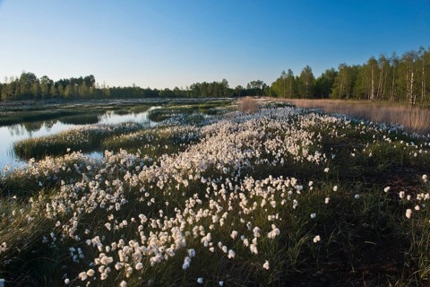 Common cottongrass (Eriophorum angustifolium) in a rewetting area