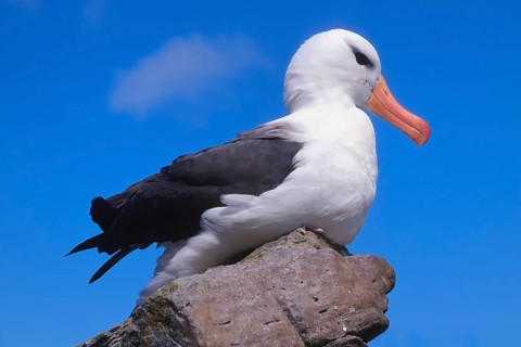 Black-browed Albatross (Diomedea melanophris) sitting on a rock