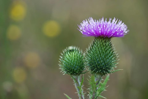 Spear Thistle (Cirsium vulgare)