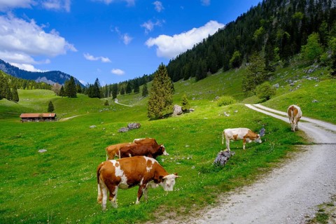 Cows on the mountain pasture