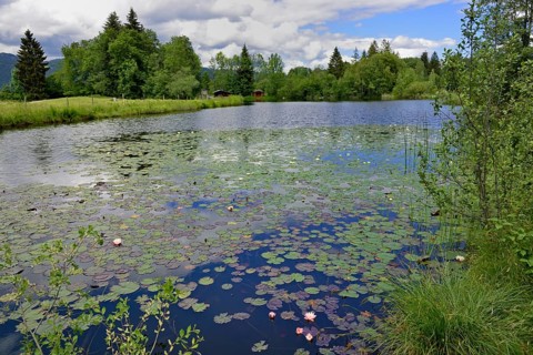 Moor pond