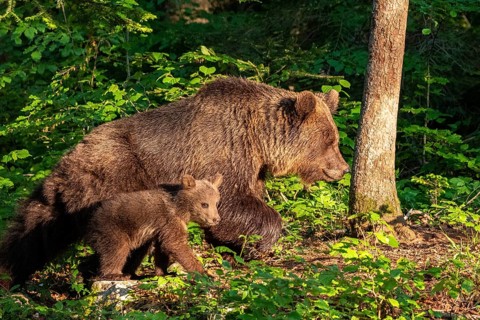 European brown bear (Ursus arctos arctos)