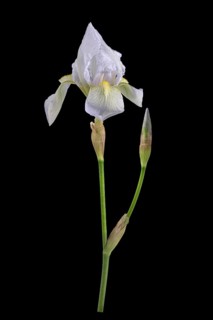 Violet root (Iris germanica 'Florentina')