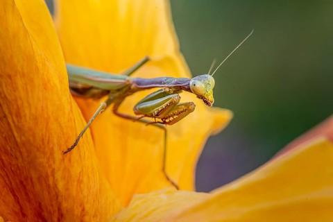 European mantis (mantis religiosa) on a flower