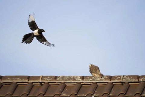 European magpie (Pica pica) attacks juvenile Common Common Kestrel (Falco tinnunculus) on house roof