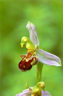 Bee orchid (Ophrys apifera)