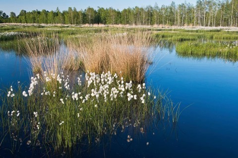 Common cottongrass (Eriophorum angustifolium) in a rewetting area