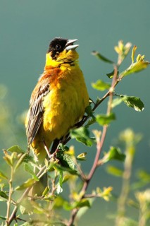 Black-headed Bunting (Emberiza melanocephala) on the singing platform