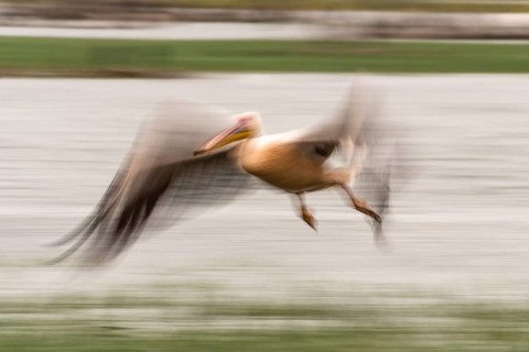 Dalmatian pelican (Pelecanus crispus) flying