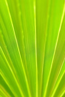 Fan palm Mexican Fan Palm (Washingtonia robusta)