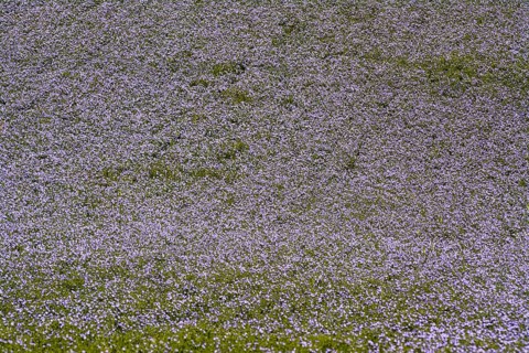Flax (Linum usitatissimum) field in flower