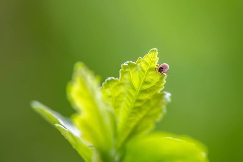 Castor Bean Tick (Ixodes ricinus)
