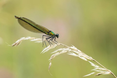 Banded demoiselle (calopteryx splendens)