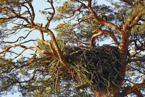 White-tailed eagle (Haliaeetus albicilla)