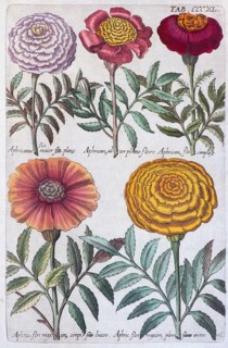 Tagetes (Tagetes)