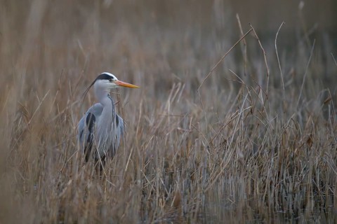 A grey heron (Ardea cinerea) standing in riparian vegetation