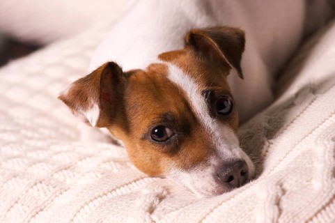 Jack russell terrier dog portrait on pillow