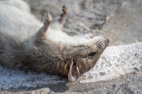 Dead rat lying on the ground