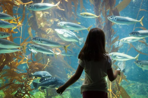 Amazed young girl standing up against large aquarium observation glass