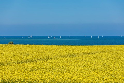 Rape field near Luetjenbrode
