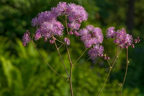 Meadow rue (Thalictrum aquilegiifolium)