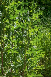 Lactuca serriola (Lactuca serriola)