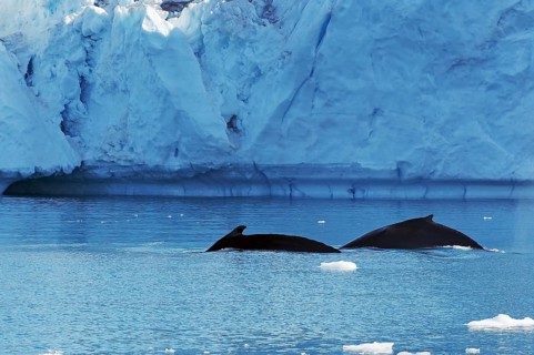 Two humpback whales