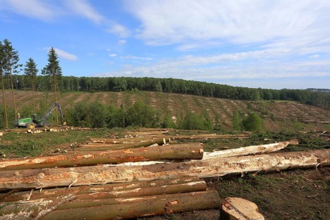 Harvester harvesting spruce infested with Grained spruce bark beetle (Cryphalus abietis)