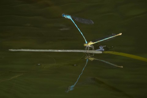 Azure damselflies (Coenagrion puella) laying eggs