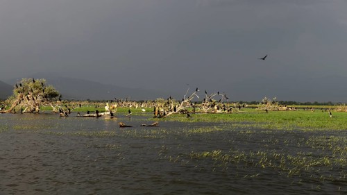 Cormorants (Phalacrocoracidae) and Dalmatian pelicans (Pelecanus crispus)