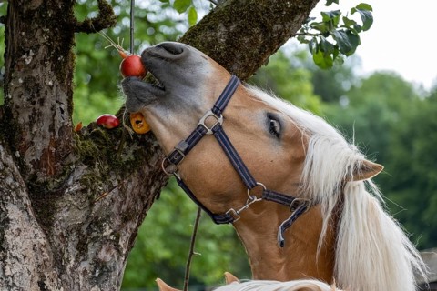 Haflinger