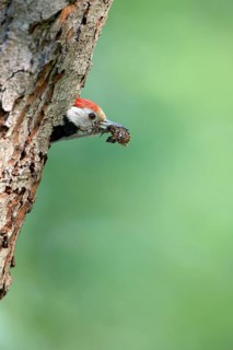 Middle spotted woodpecker (Dendrocopos medius)