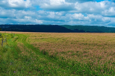 Alfalfa field in Limagne plain