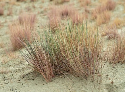 Dry sandy grassland in the Binnenduenen nature reserve near Klein Schmoelen