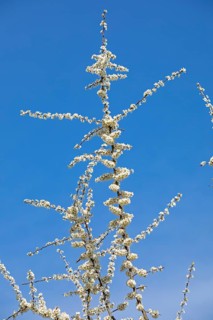 Flowering Blackthorn (Prunus spinosa)