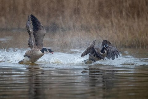 A Canada goose (Branta canadensis) gander chases a rival across the water surface during courtship
