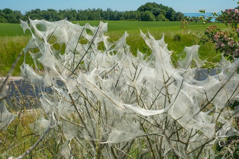 Insect damage by Ermine butterfly (Yponomeutidae) in Ystad