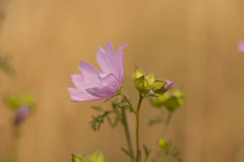 Musk-mallow (Malva moschata)