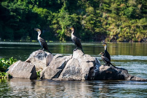 White-breasted Cormorans (Phalacrocorax lucidus) sitting on a tree on a little island at the source of the Nile