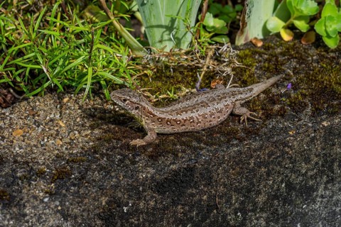 Sand lizard (Lacerta agilis) Pregnant female on a wall