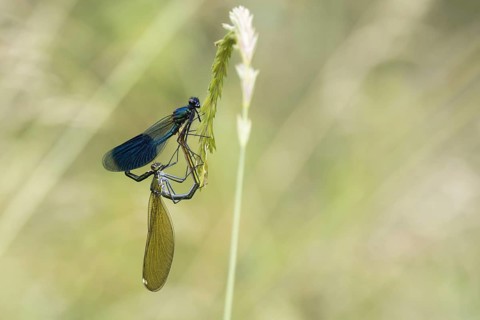 Banded demoiselles (calopteryx splendens)