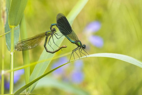 Banded demoiselles (calopteryx splendens)